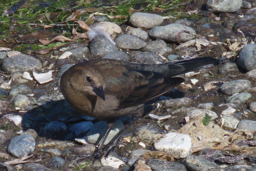Brewer's Blackbird - ML642315465