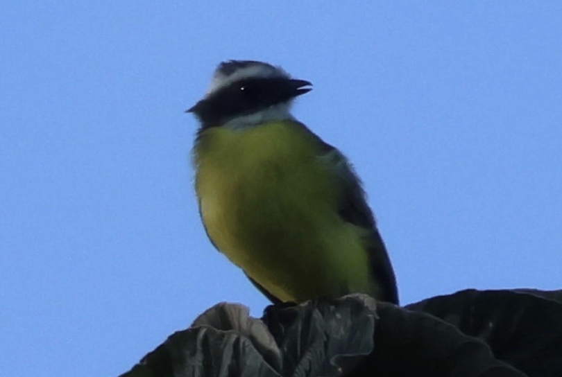 Social Flycatcher - ML642315466