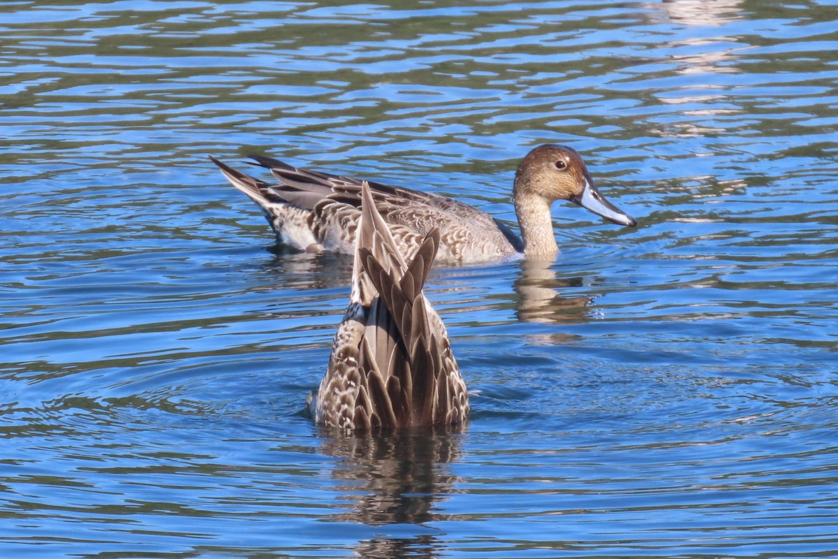 Northern Pintail - ML642315470