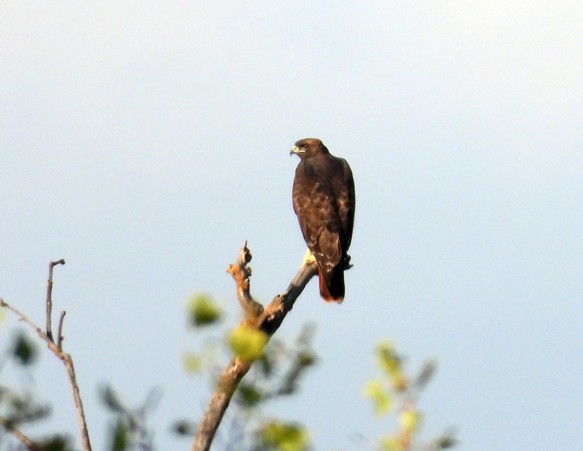 Red-tailed Hawk - ML642315471