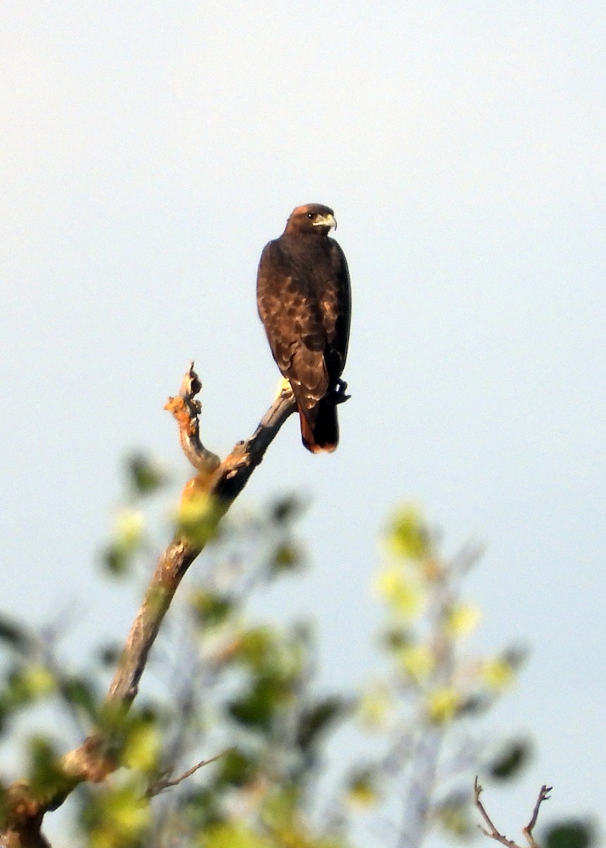 Red-tailed Hawk - ML642315472