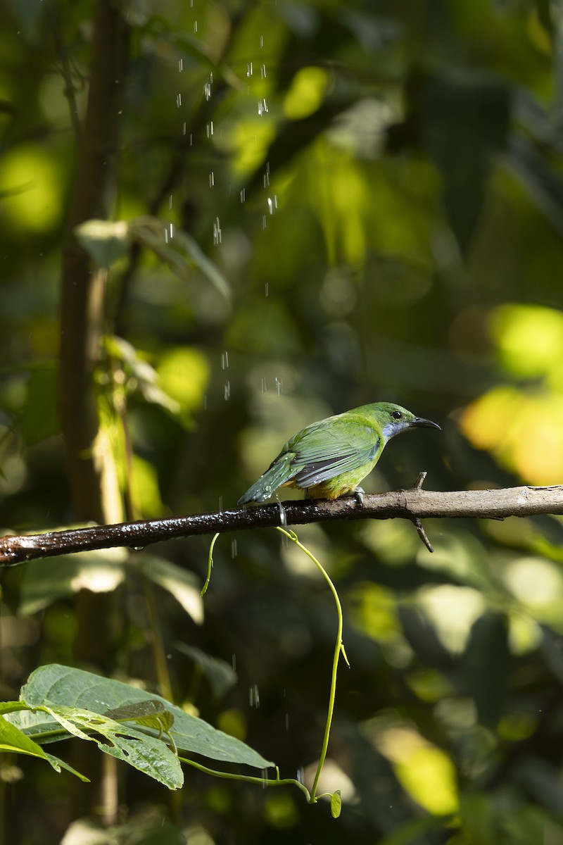 Orange-bellied Leafbird - ML642315475