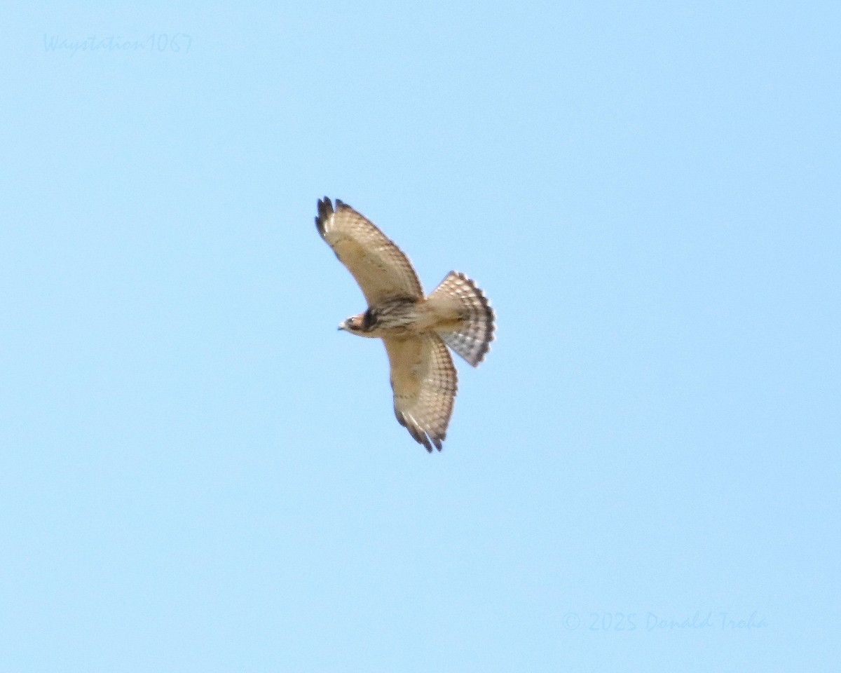 Red-tailed Hawk - ML642315476