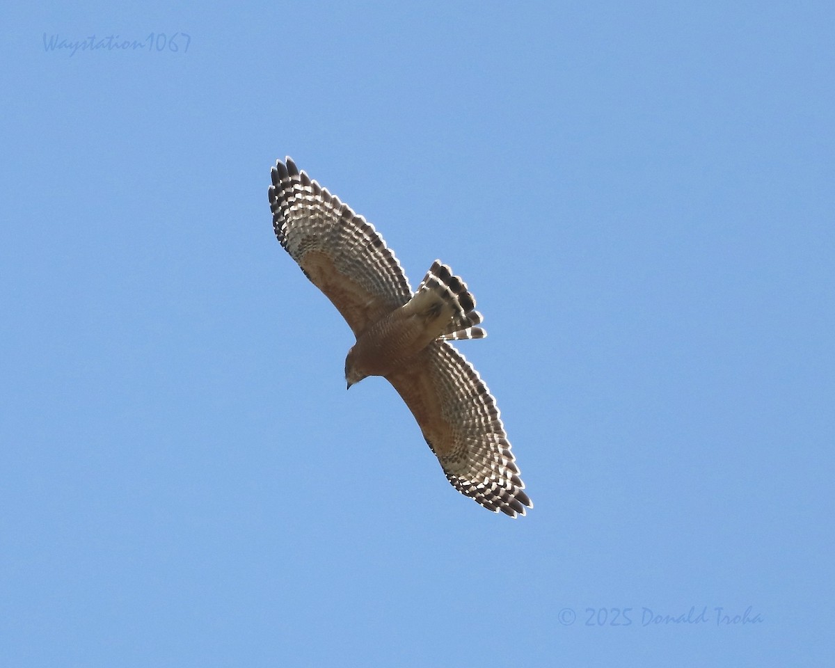Red-shouldered Hawk - ML642315477