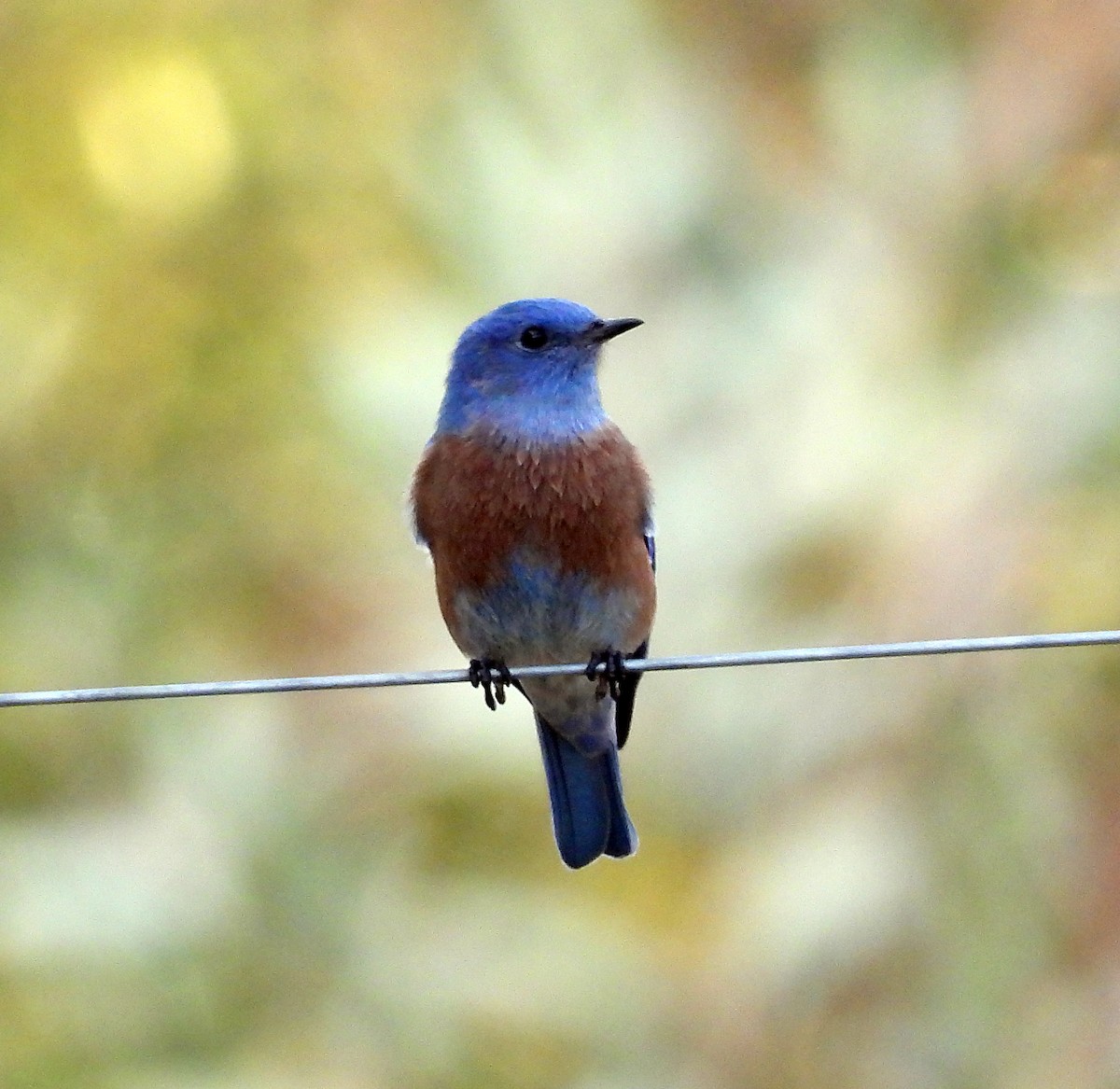 Western Bluebird - ML642315478