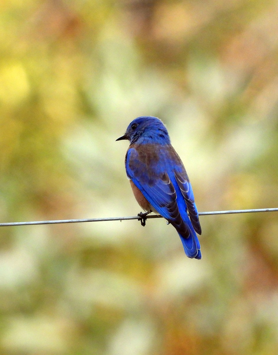Western Bluebird - ML642315479