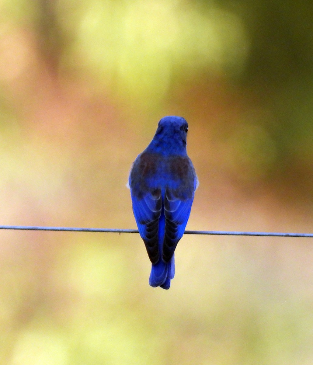Western Bluebird - ML642315480