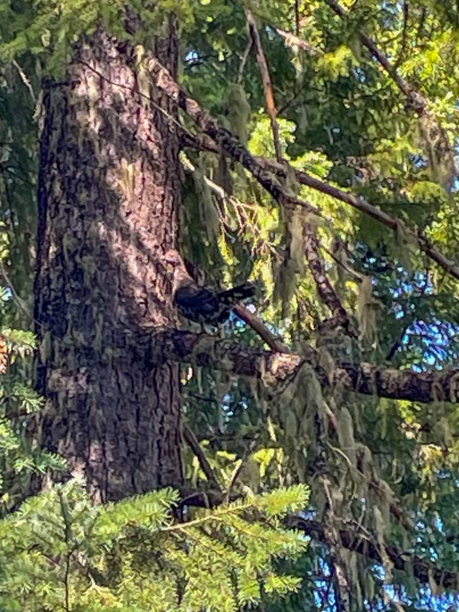 Sooty Grouse - ML642315481