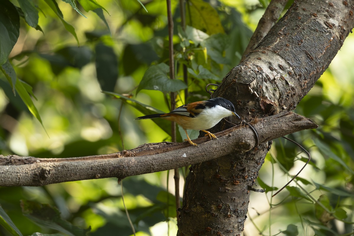 Rufous-backed Sibia - ML642315482