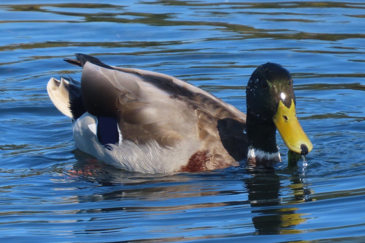 Mallard - ML642315483