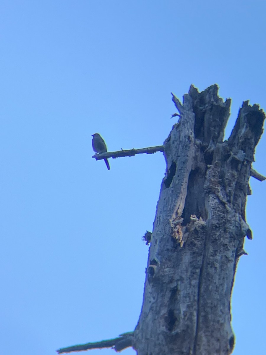 Townsend's Solitaire - ML642315485