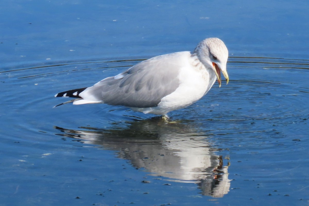 California Gull - ML642315486
