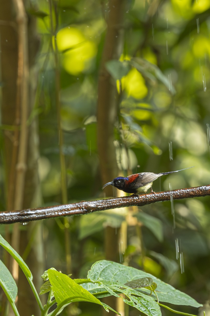 Black-throated Sunbird - ML642315487