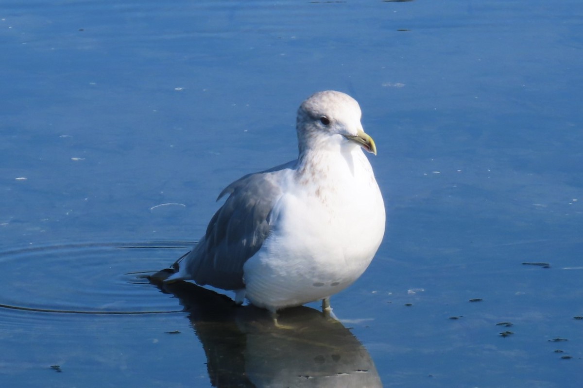 Short-billed Gull - ML642315488