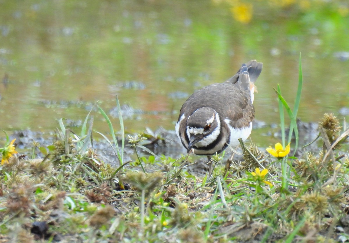 Killdeer - ML642315492