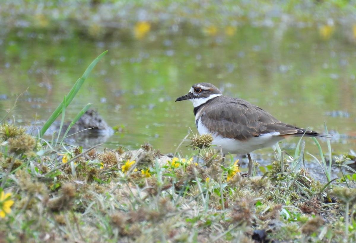 Killdeer - ML642315493