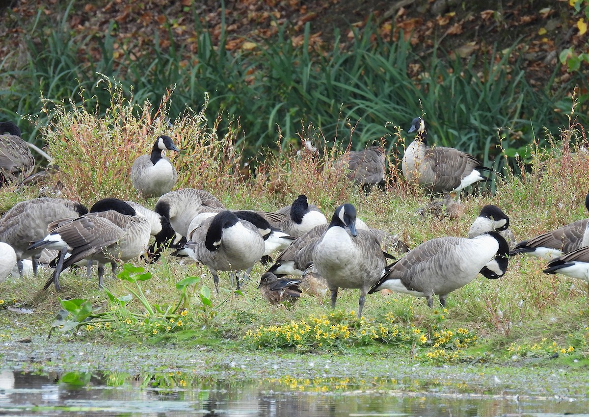 Canada Goose - ML642315494