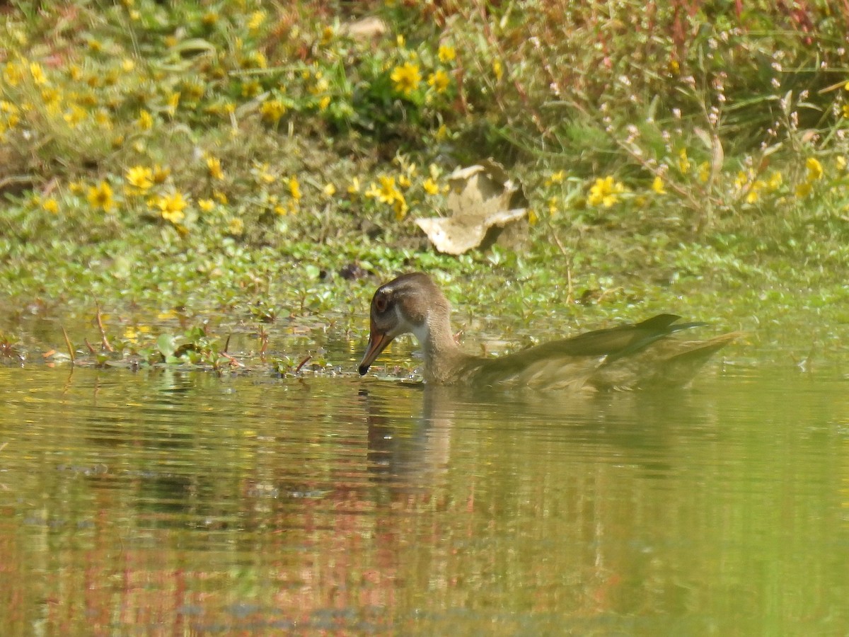 Wood Duck - ML642315500