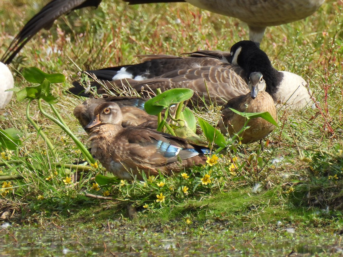 Wood Duck - ML642315501