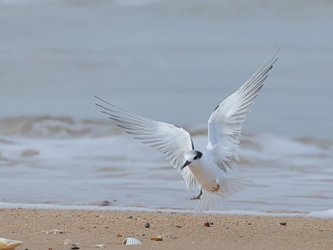 Little Tern - ML642315502
