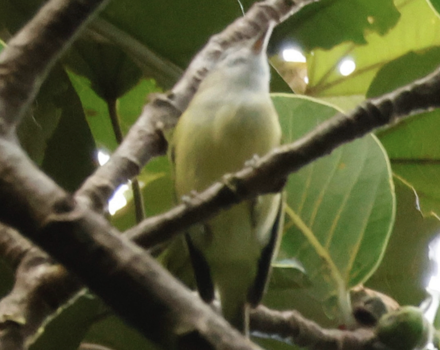 Brown-capped Vireo - ML642315503