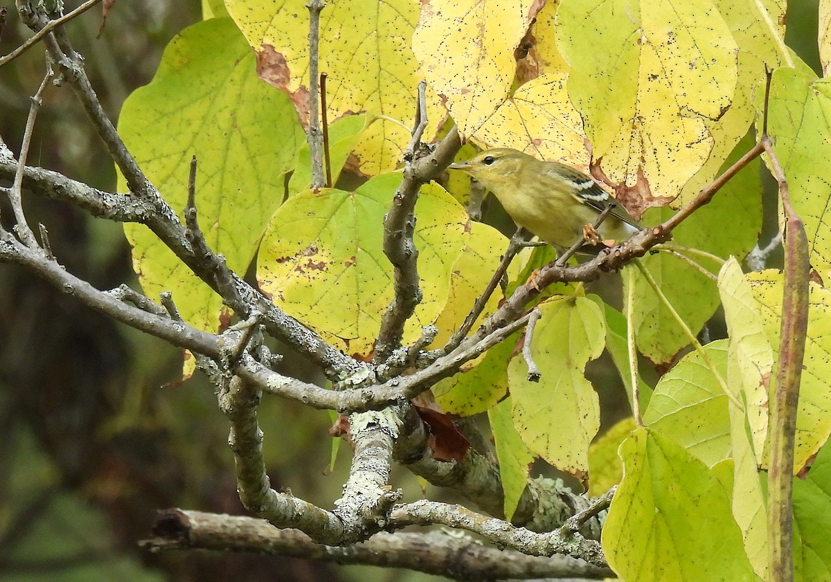 svarthetteparula - ML642315544