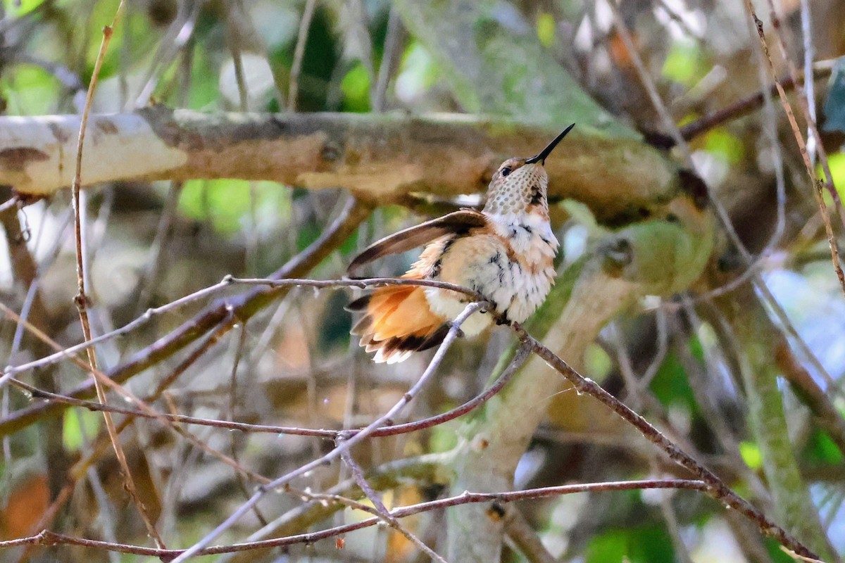 chaparralkolibri - ML642315548