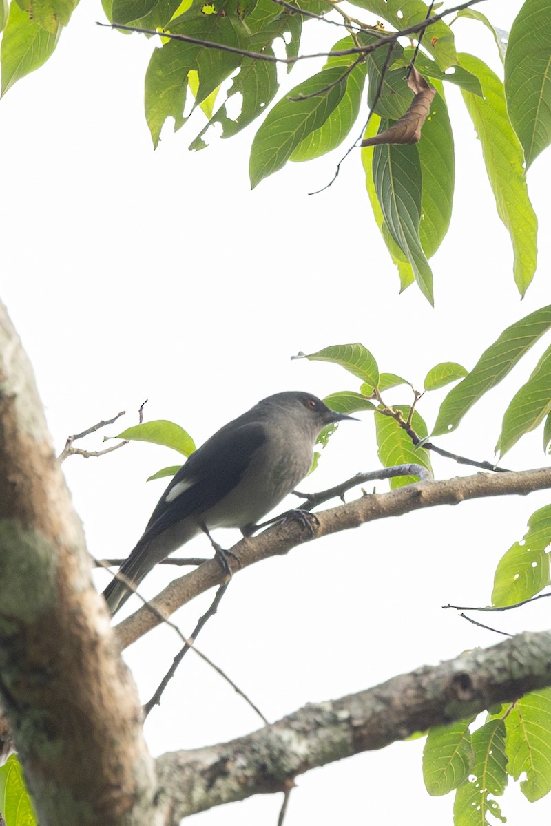 Long-tailed Sibia - ML642315593