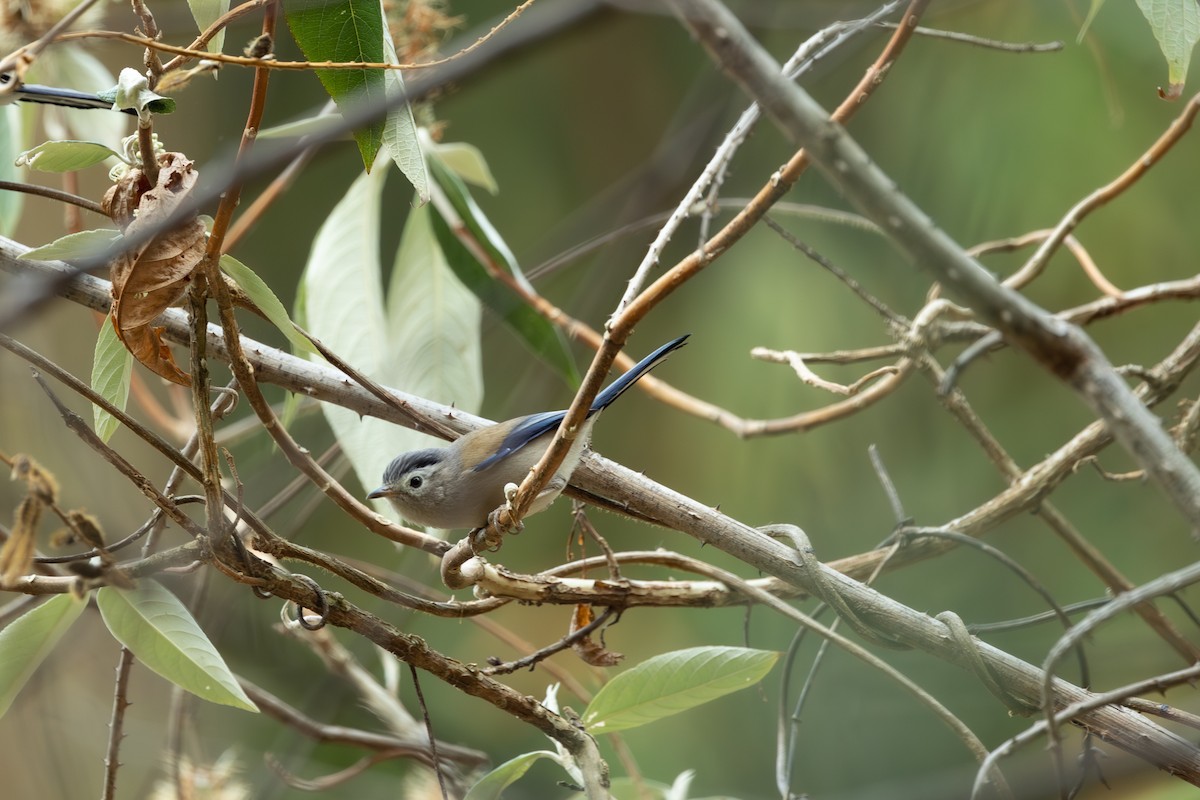 Blue-winged Minla - ML642315596