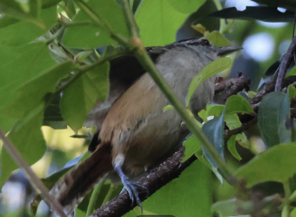 Cabanis's Wren - ML642315598