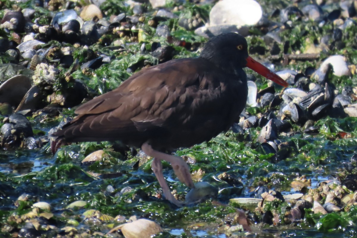 Black Oystercatcher - ML642315603