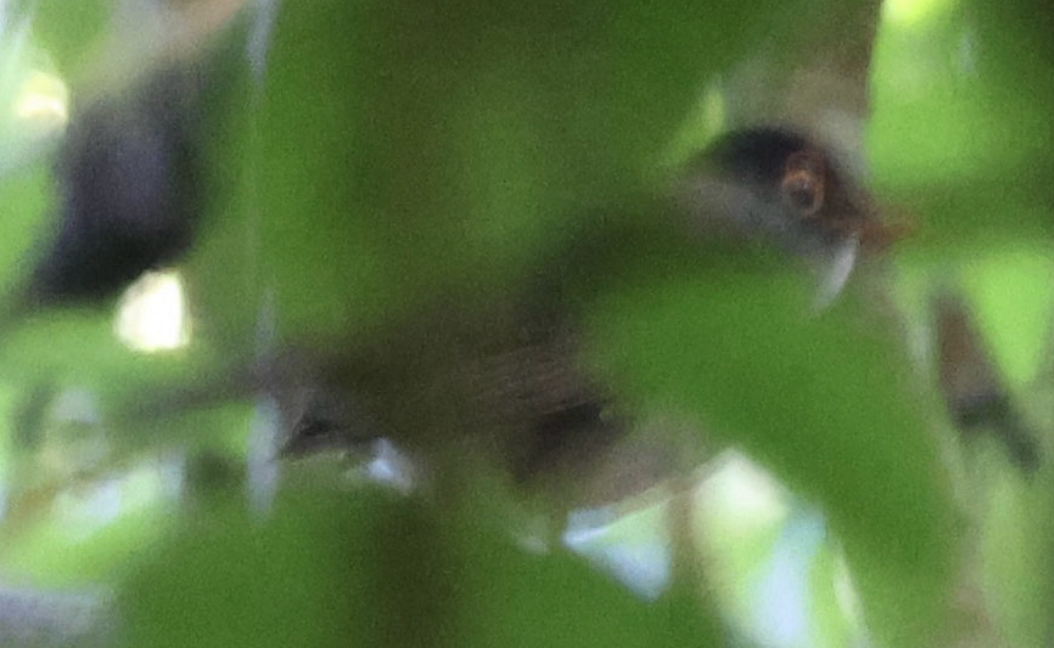 Black-headed Nightingale-Thrush - ML642315615