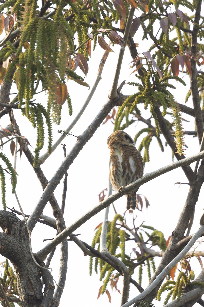 Collared Owlet - ML642315620