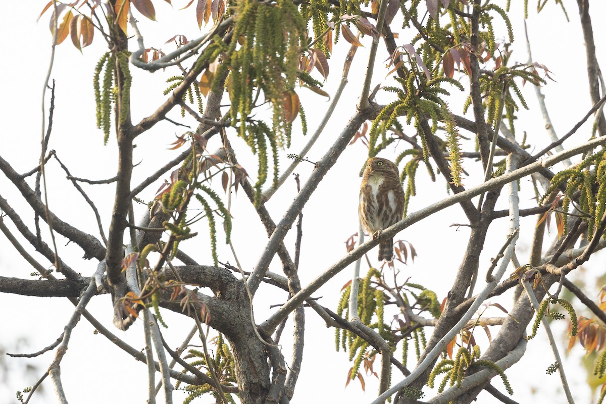 Collared Owlet - ML642315621