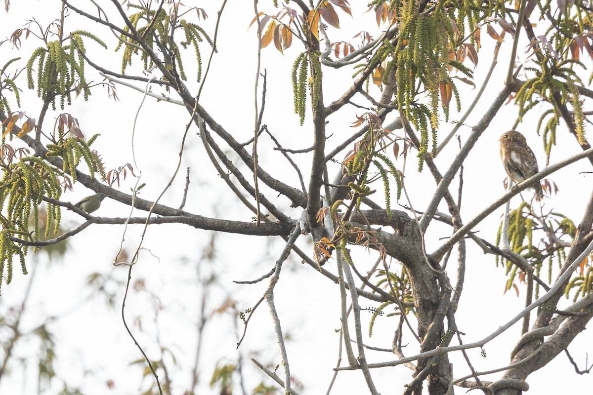 Collared Owlet - ML642315622