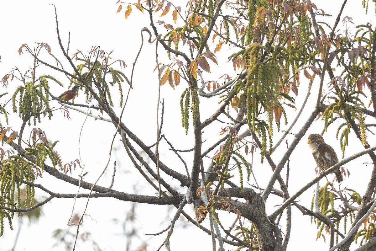 Collared Owlet - ML642315623
