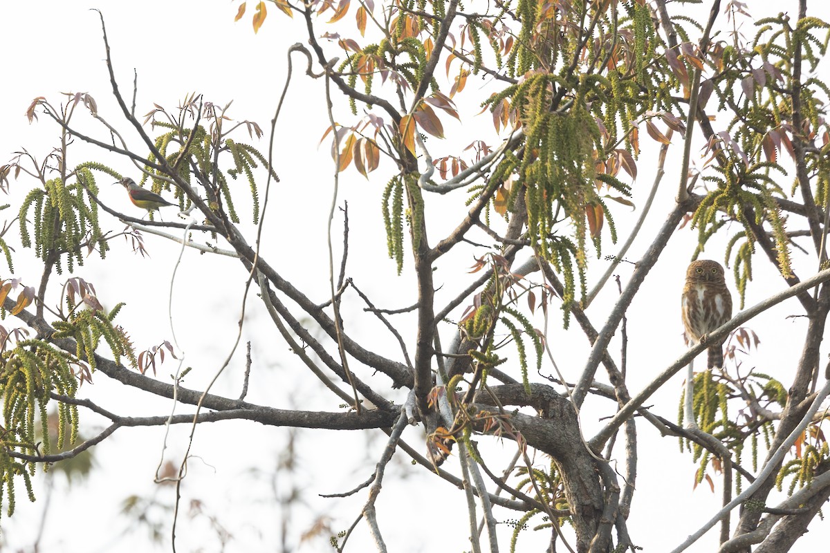 Collared Owlet - ML642315624