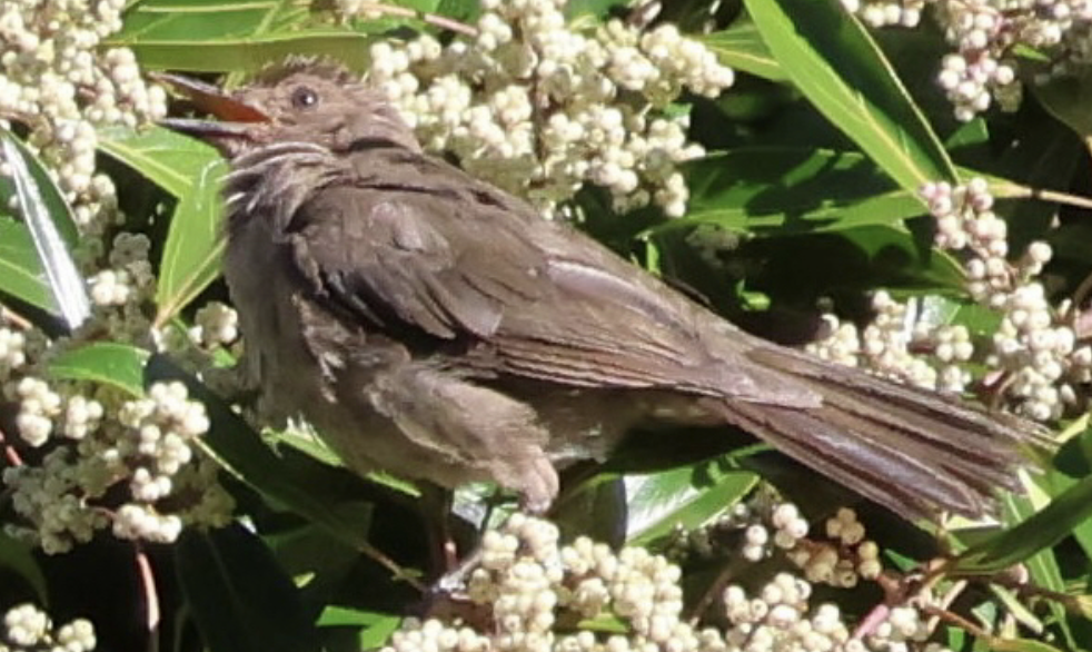 Mountain Thrush - ML642315626