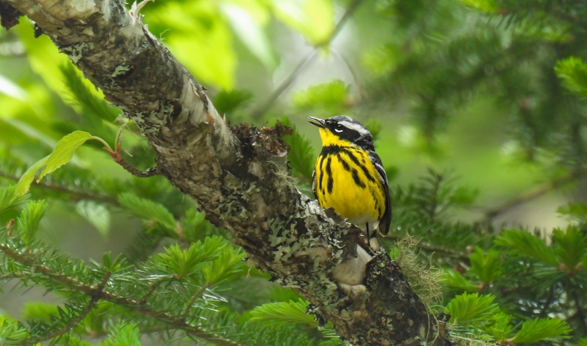 Magnolia Warbler - ML642315627