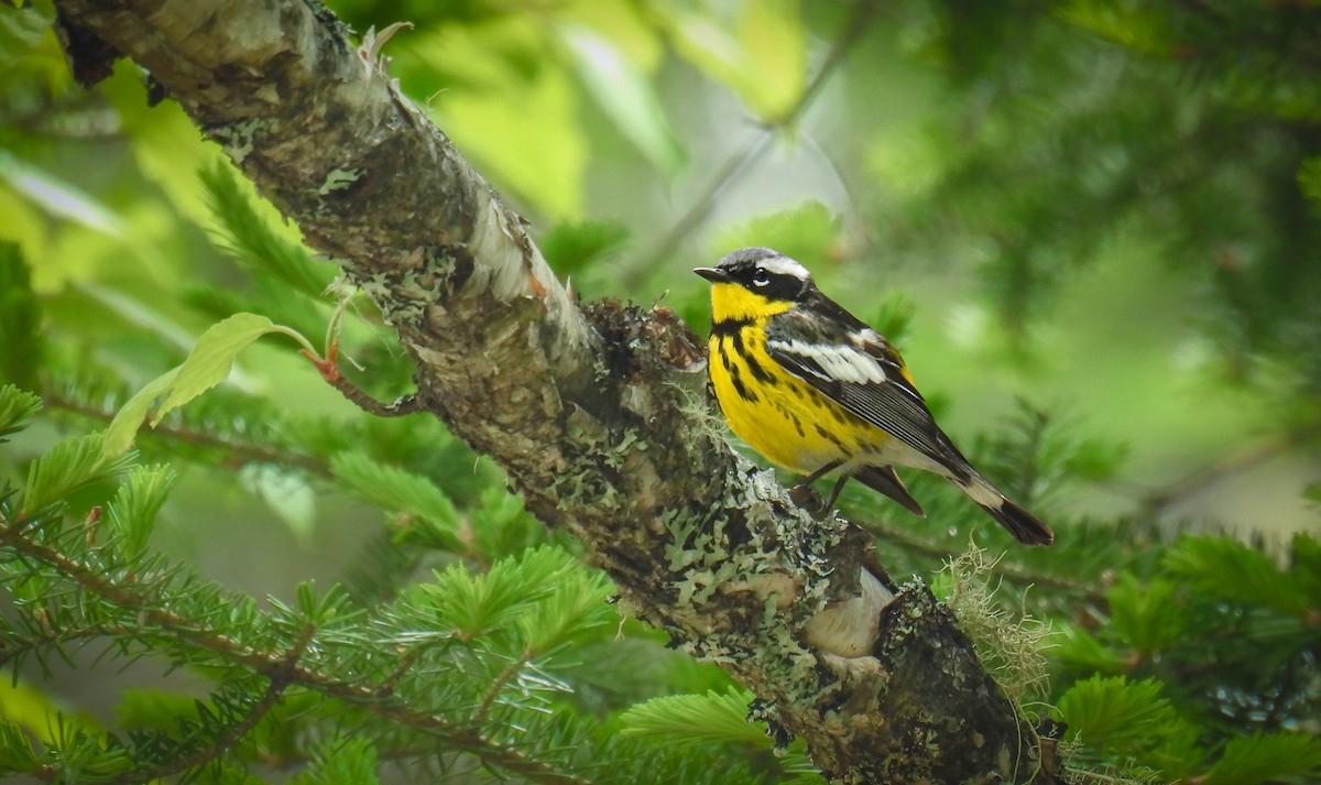 Magnolia Warbler - ML642315628