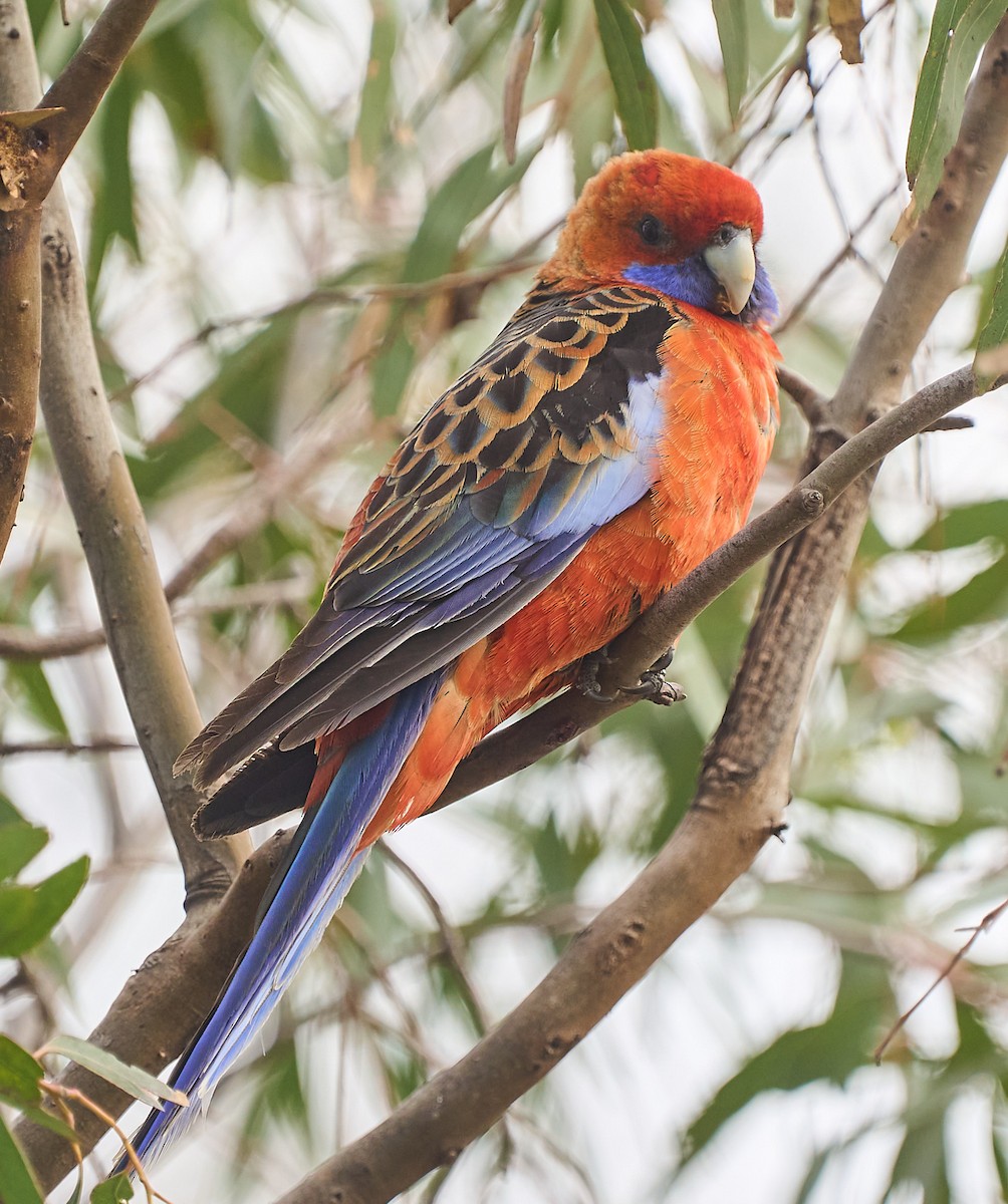Crimson Rosella - ML642315631