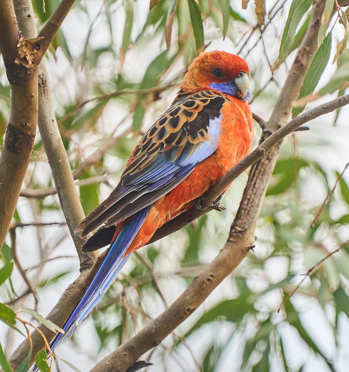 Crimson Rosella - ML642315632
