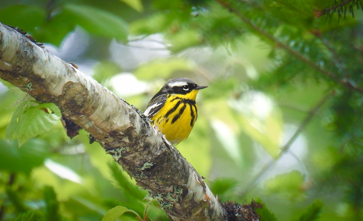 Magnolia Warbler - ML642315635