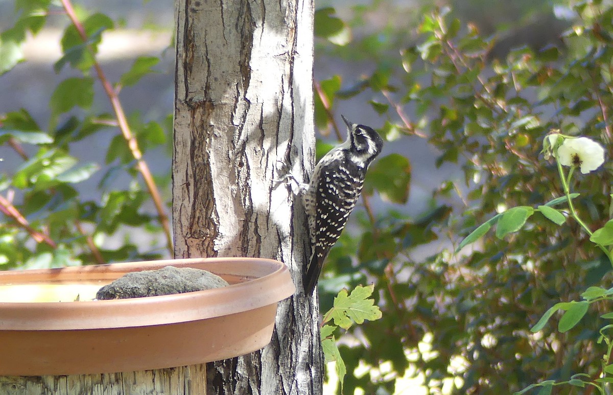 Nuttall's Woodpecker - ML642315636