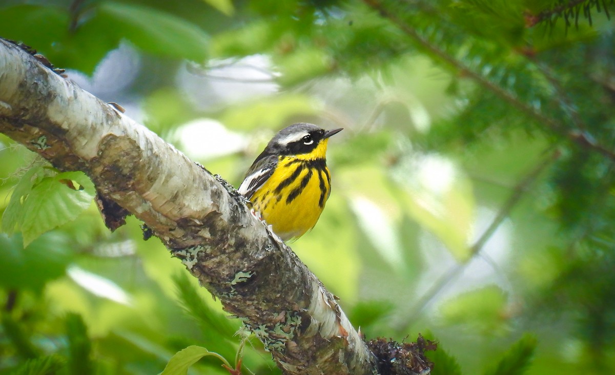 Magnolia Warbler - ML642315644