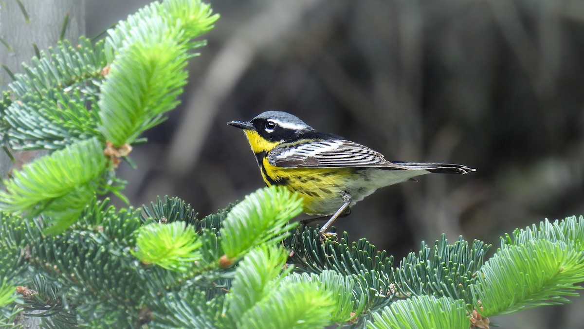 Magnolia Warbler - ML642315658