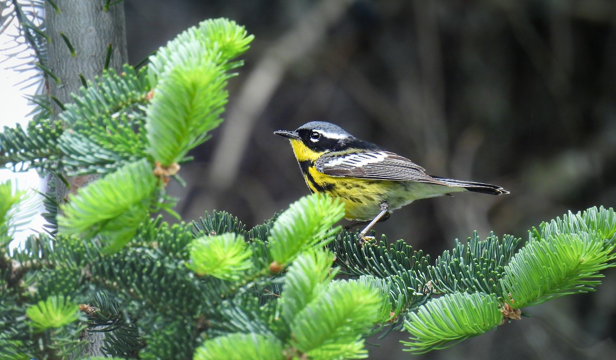 Magnolia Warbler - ML642315661