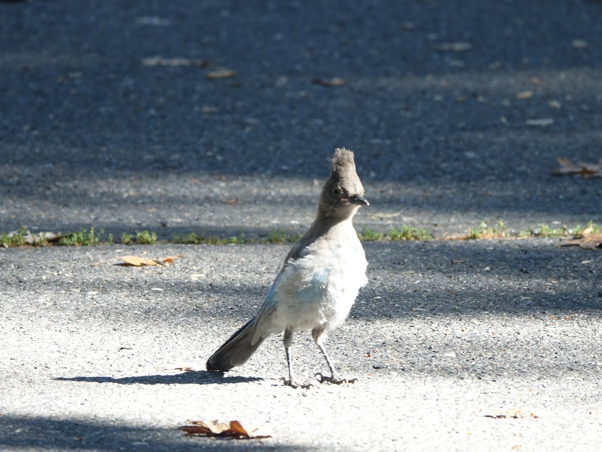 Steller's Jay - ML642315662