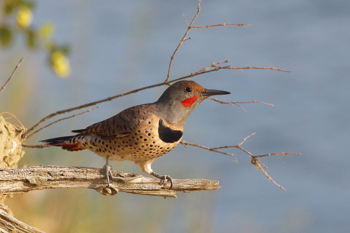 Northern Flicker (Red-shafted) - ML642315671
