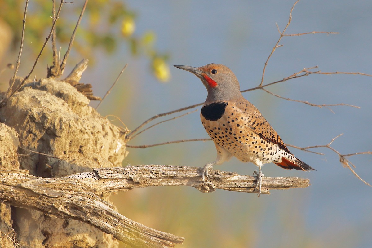 Northern Flicker (Red-shafted) - ML642315672